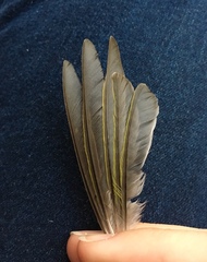 Phylloscopus sibilatrix