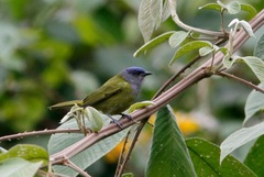 Conirostrum albifrons