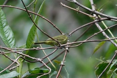 Conirostrum albifrons