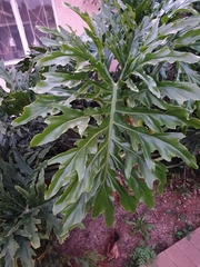 Thaumatophyllum bipinnatifidum