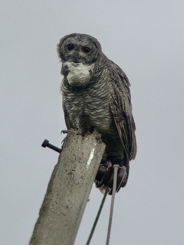 Mottled Wood-Owl