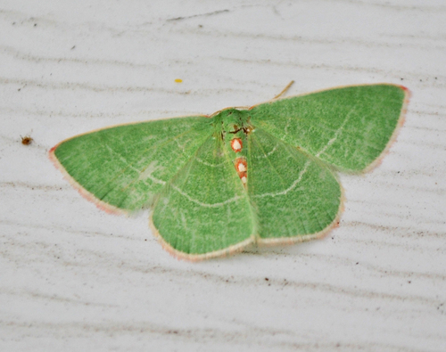 Red-fronted Emerald photo 3