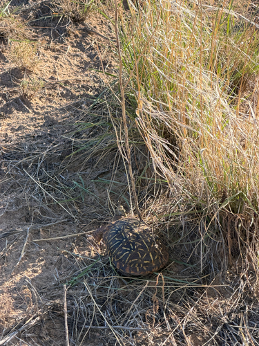 Plains Box Turtle