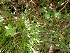 Carex planostachys