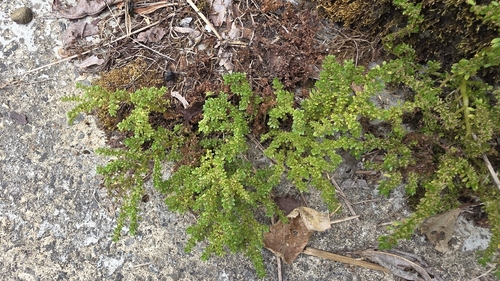 Artillery Plant