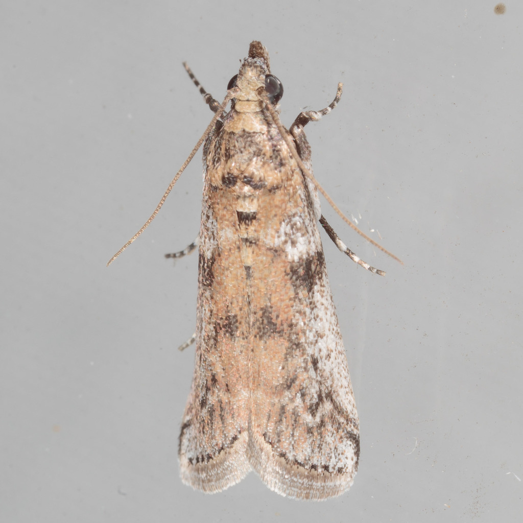 Scale-eating Moths