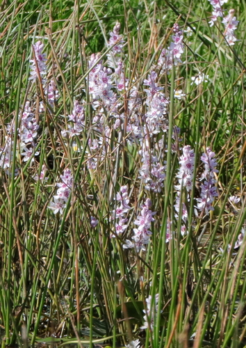 Wurmbea stricta