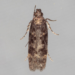 Chionodes thoraceochrella