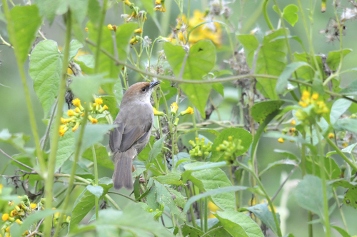 iNaturalist image