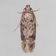 Chionodes thoraceochrella