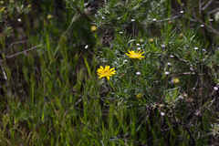 Ericameria linearifolia