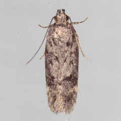 Chionodes thoraceochrella