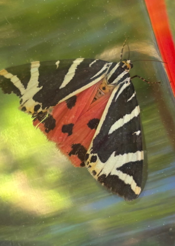 Jersey Tiger
