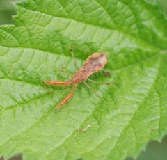 Gorpis brevilineatus