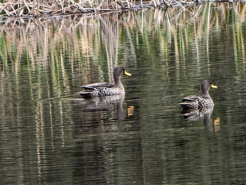iNaturalist: (c) naturalistchu, some rights reserved (CC BY-NC), uploaded by naturalistchu iNaturalist image