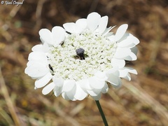 Artedia squamata