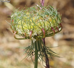 Artedia squamata
