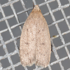 Inga obscuromaculella