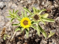 Asteriscus aquaticus