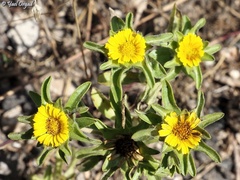 Asteriscus aquaticus