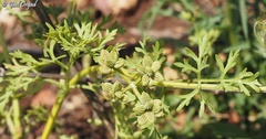 Krubera peregrina