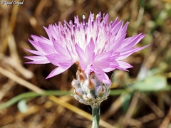 Centaurea crocodylium