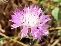 Centaurea crocodylium
