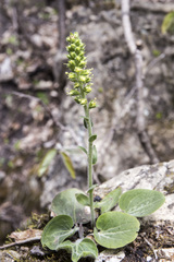 Veronica bullii
