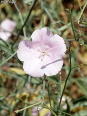 Convolvulus dorycnium