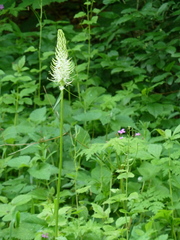 Phyteuma spicatum spicatum