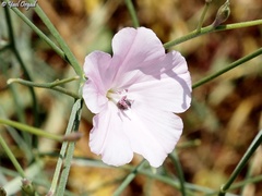 Convolvulus dorycnium