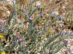 Echium judaeum