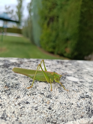 Great Green Bush-cricket