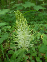 Phyteuma spicatum spicatum