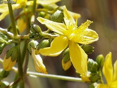 Hypericum lanuginosum