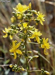 Hypericum lanuginosum