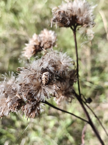Saussurea controversa, photograph 5
