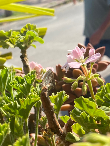 Common Geranium-bronze