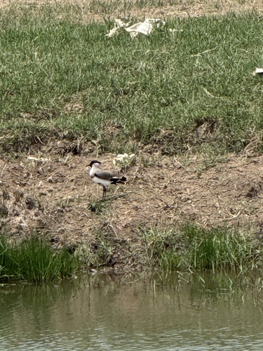 River Lapwing