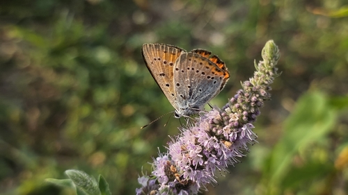 Large Copper