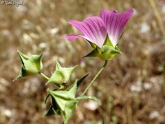Malva punctata