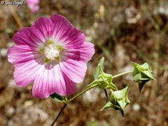 Malva punctata