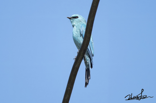 Verditer Flycatcher