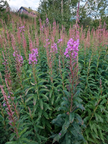 fireweed