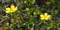Linum nodiflorum