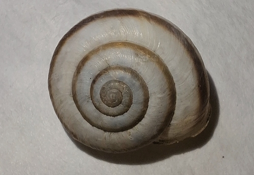 Fruticocampylaea narzanensis observed 2026-08-23