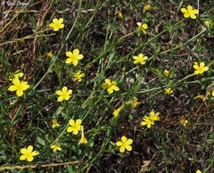Linum nodiflorum