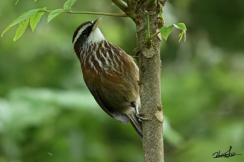 Streak-breasted Scimitar-Babbler