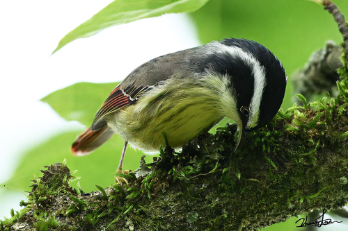 Red-tailed Minla