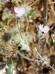 Pterocephalus brevis